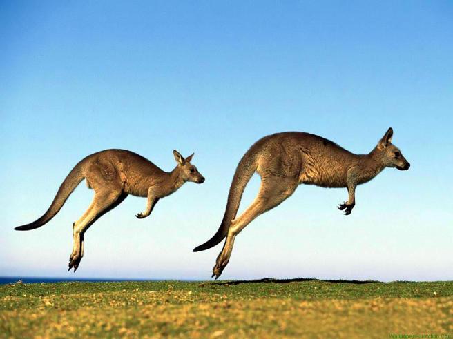 Kangaroos-australian-animals-33682503-1024-768
